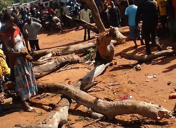 Sud-Kivu : Un arbre tombé fait deux morts à Fizi