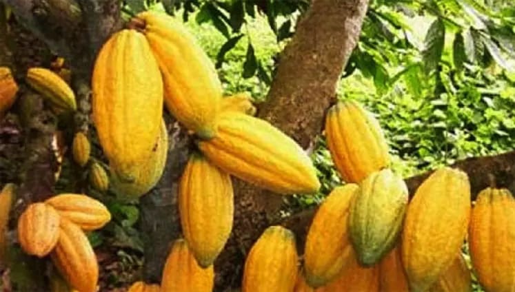 Beni : l’armée démantèle un réseau de présumés voleurs du Cacao dans les champs à Halungupa