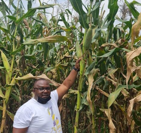 Nord-Kivu: « La semence des maïs ZM 625 se comportent bien dans des champs des partenaires de Premilog » (Ir. Simon Kazungu)