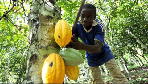 Beni : Esco-Kivu relance les activités d’achat des produits agricoles (communiqué)