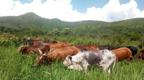 Sud-Kivu : plus de 400 vaches emportées par des hommes armés à Baraka