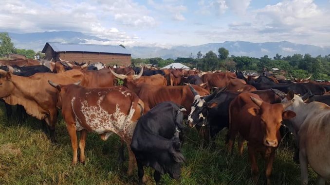 Sud-Kivu : seules les vaches destinées à la boucherie sont  autorisées à être visibles à Baraka