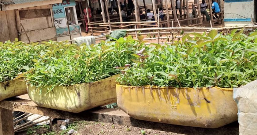Beni : le service de l’agriculture encourage les cultures hors sol