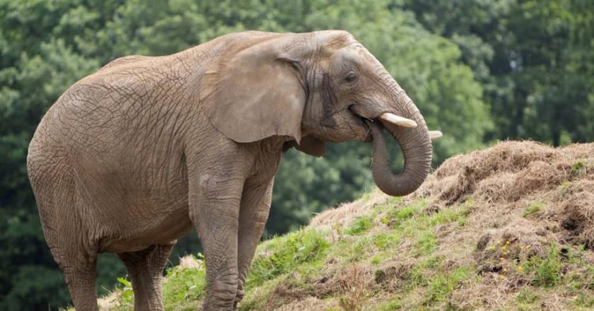 Beni : des éléphants dévastent les champs des populations riveraines du PNVi à Rugetsi