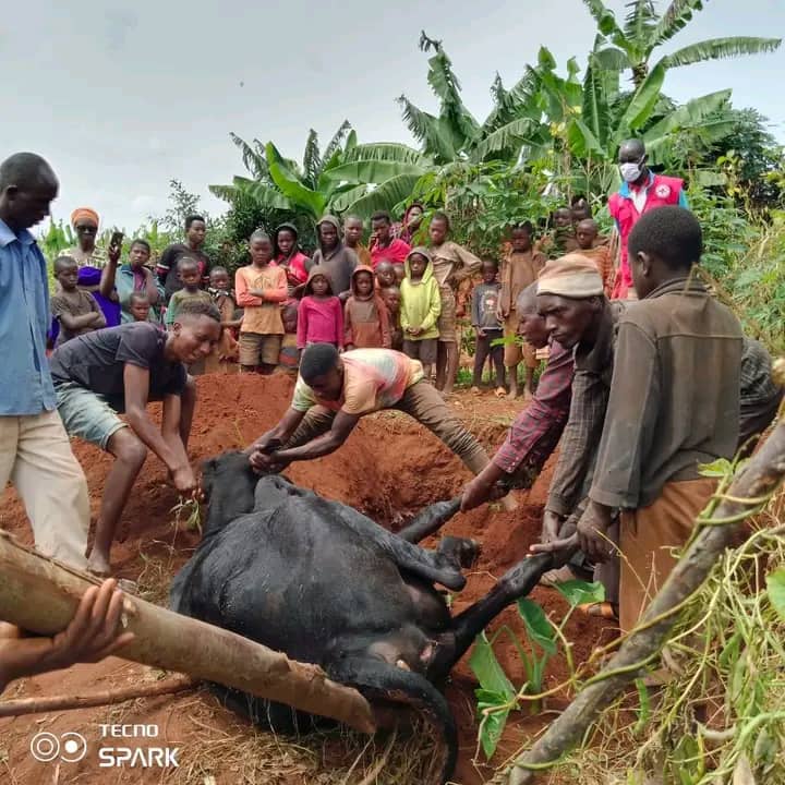 Burundi : les viandes de vache et chèvre ne sont plus consommées suite à l’apparition d’une maladie animale contentieuse