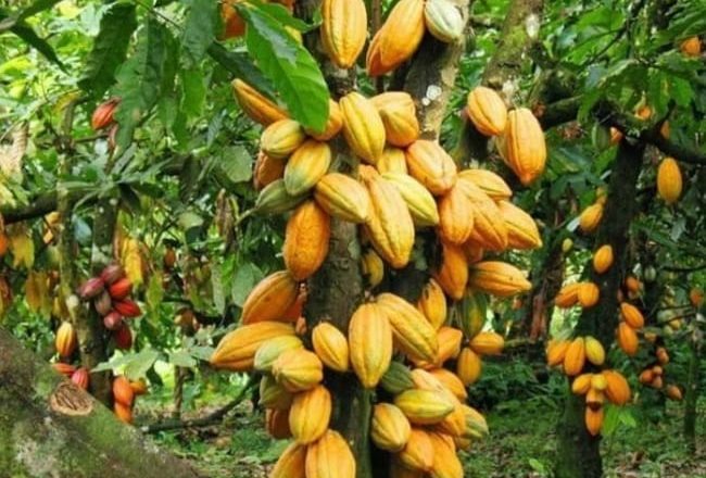Fraude de 50 tonnes de cacao à Beni : le parlement des jeunes au Nord-Kivu exige les audiences de flagrance