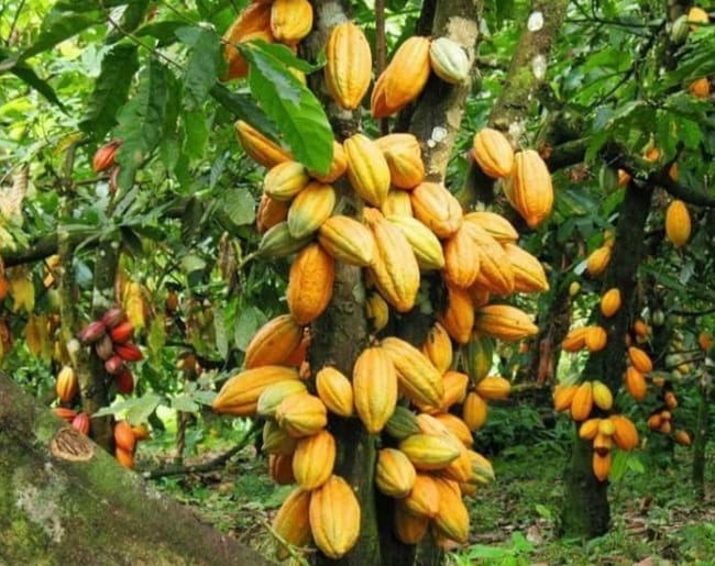 Fraude de 50 tonnes de cacao à Beni : le parlement des jeunes au Nord-Kivu exige les audiences de flagrance