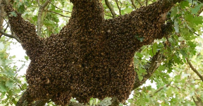 Beni : piqué par des abeilles, un homme retrouvé mort à Pasisi