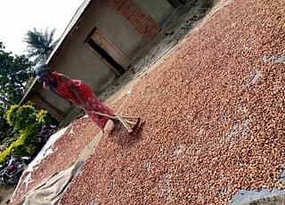 Beni : près de cinquante tonnes de cacao soustraites de la fraude à Bulongo