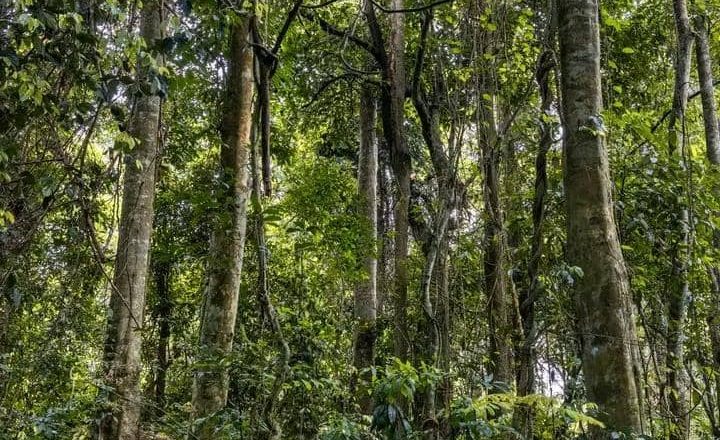 Beni : la protection de la forêt doit être réelle pour un monde vivable