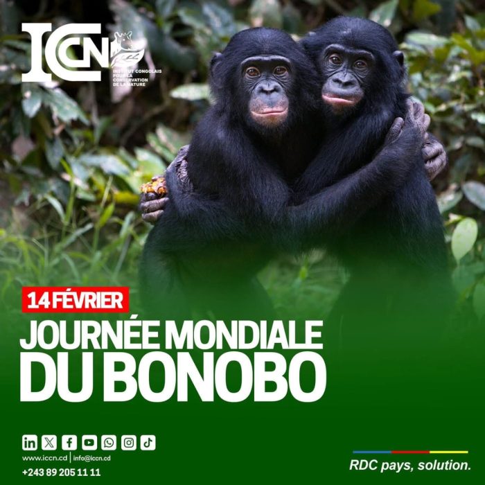Environnement : célébration de la journée mondiale du Bonobo